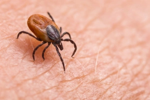 Health Insurance for Vector Borne Diseases? Why Not!