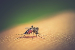 Does Dengue and Pneumonia Covered Under Health Insurance