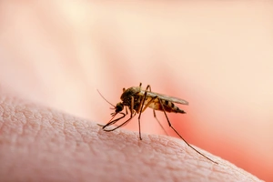 Know About Malaria Treatment, Symptoms, Diagnosis and Prevention