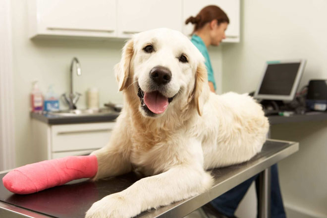 Embracing Pet Insurance - A Healthy Gift for Pets!